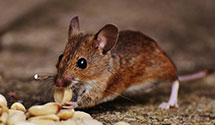 24 Hour & Emergency Exterminators in Quaker Hill, CT